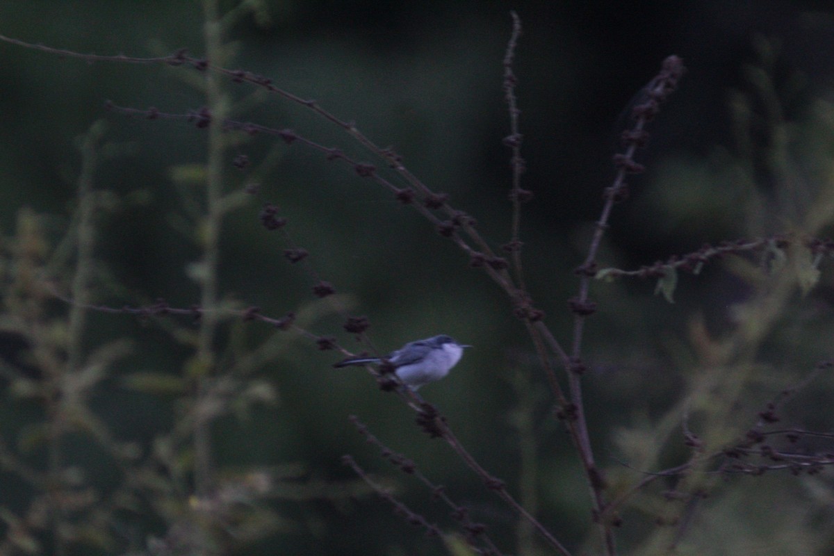 Tropical Gnatcatcher - ML636749638