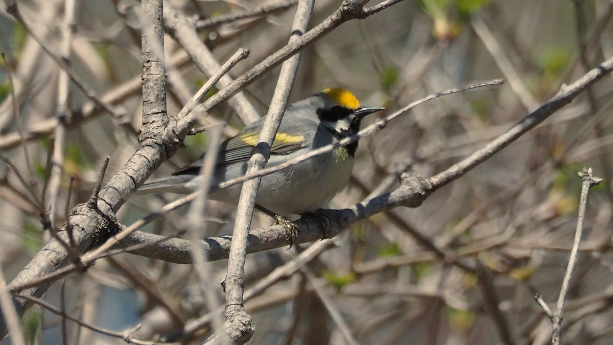 Golden-winged Warbler - ML636749689