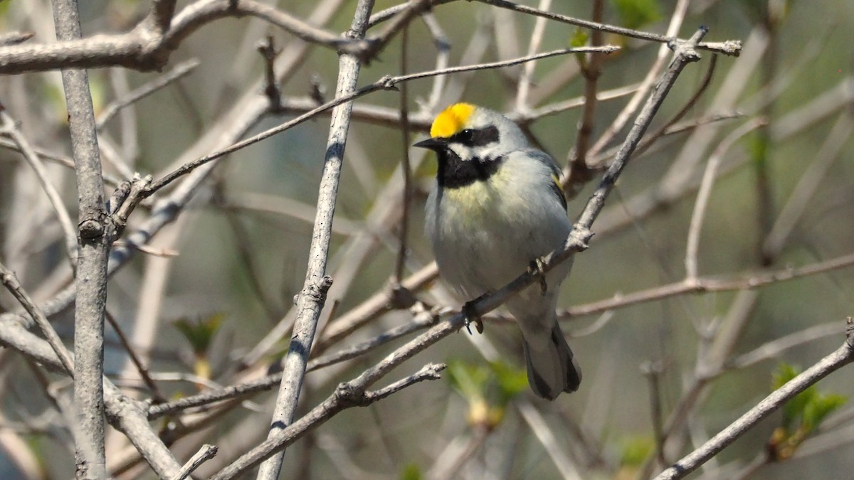 Golden-winged Warbler - ML636749691
