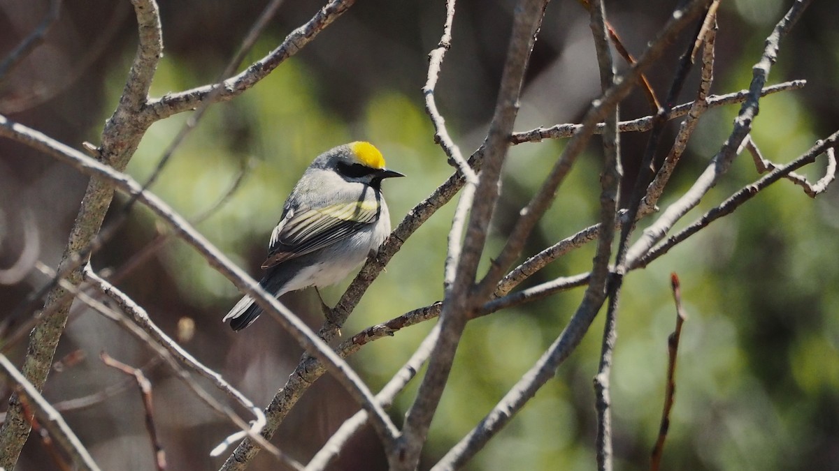 Golden-winged Warbler - ML636749692