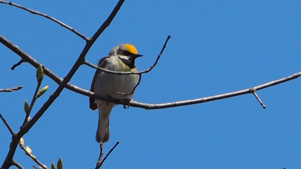 Golden-winged Warbler - ML636749693