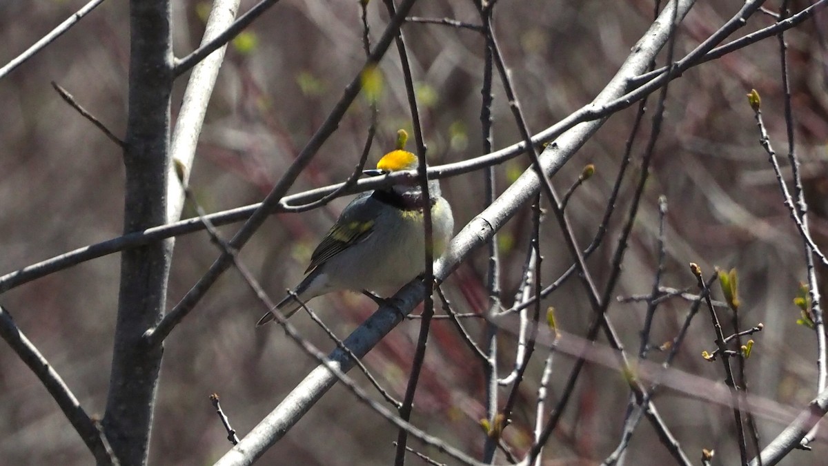 Golden-winged Warbler - ML636749696