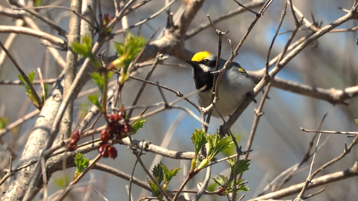 Golden-winged Warbler - ML636749697