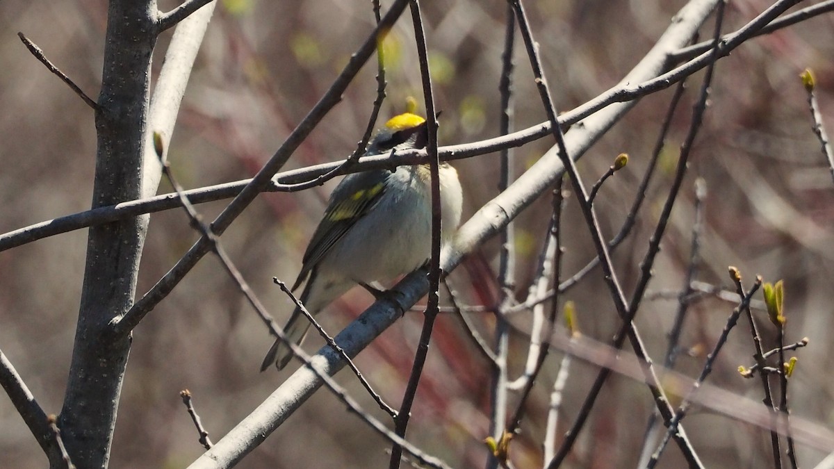 Golden-winged Warbler - ML636749698
