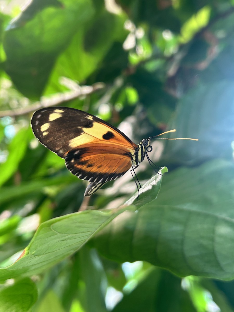 Insects - ML636749736