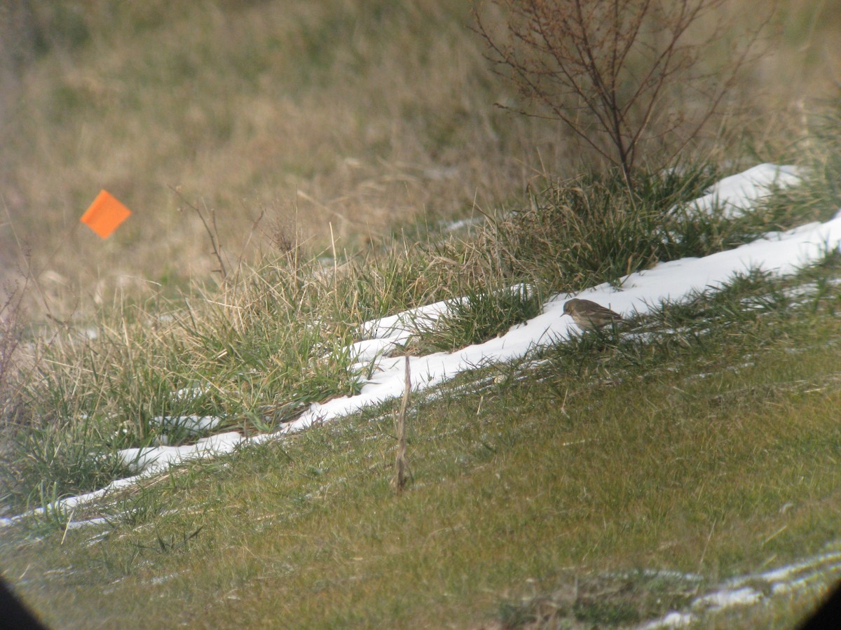 American Pipit - ML636749754