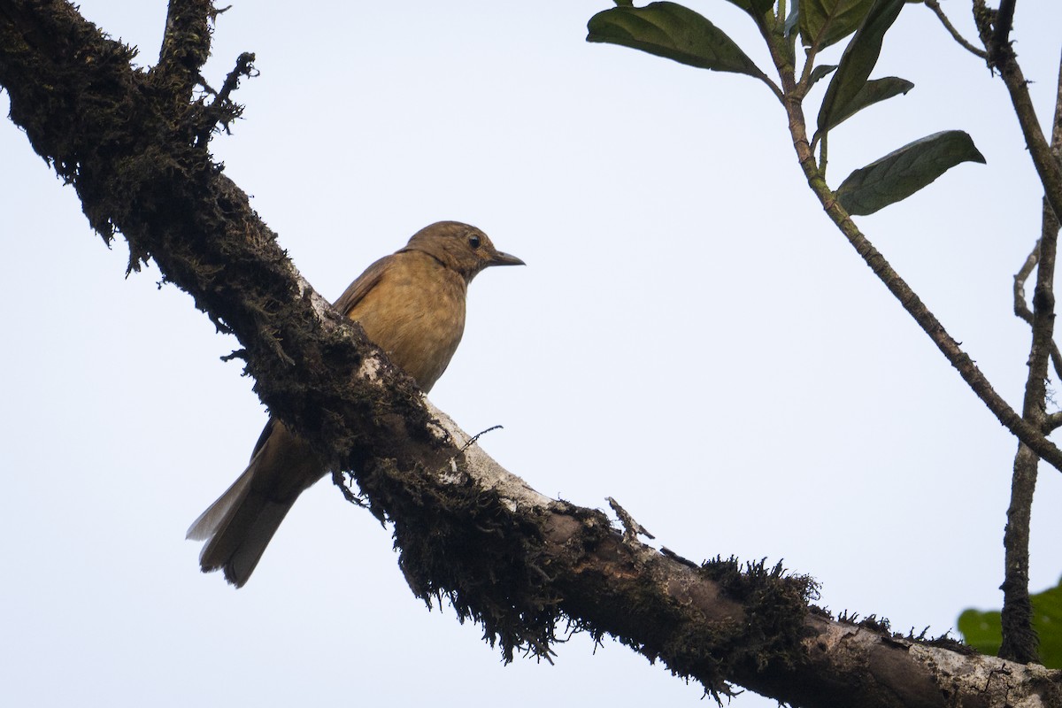 Mountain Thrush - ML636749840