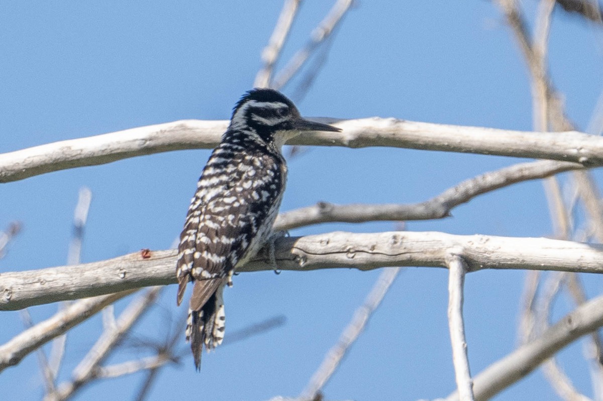 Ladder-backed Woodpecker - ML636749905