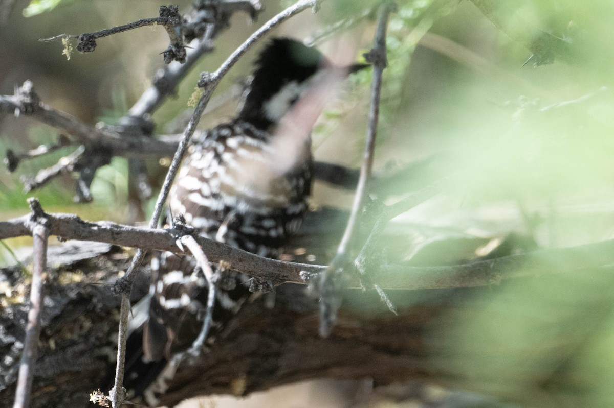 Ladder-backed Woodpecker - ML636749907