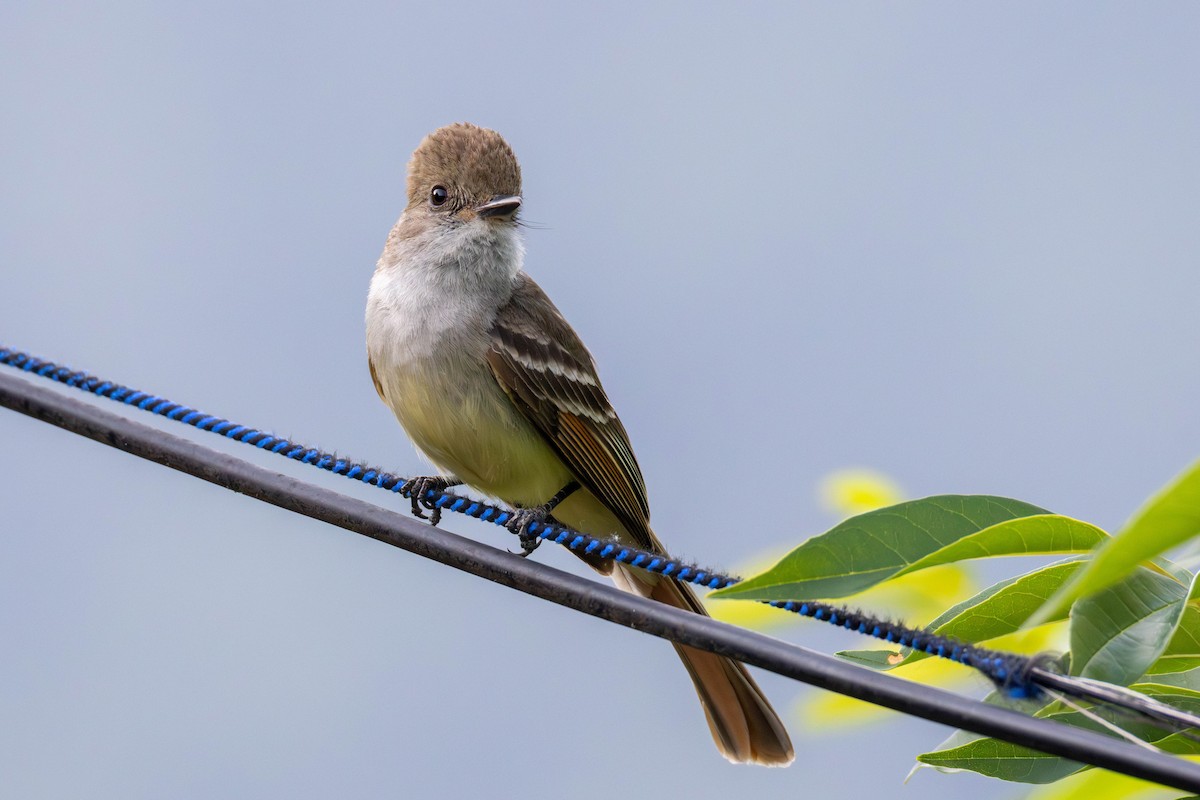 Nutting's Flycatcher - ML636750044