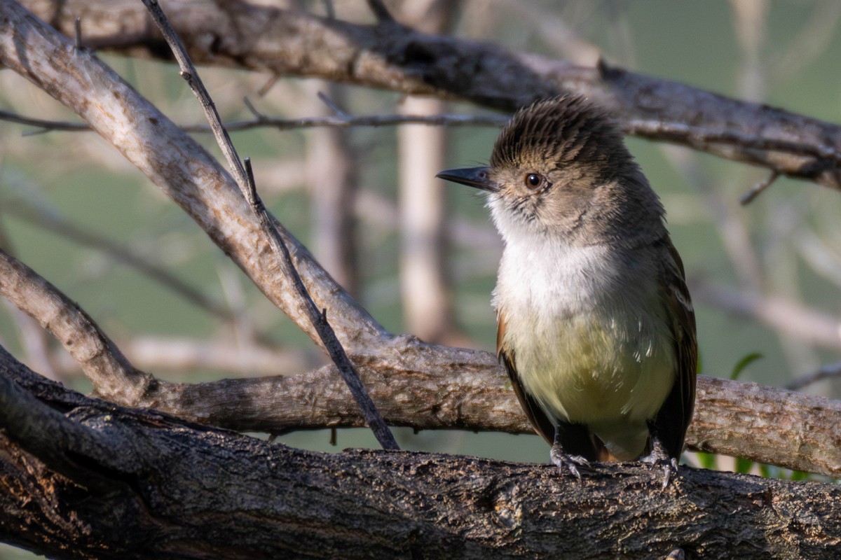 Nutting's Flycatcher - ML636750051