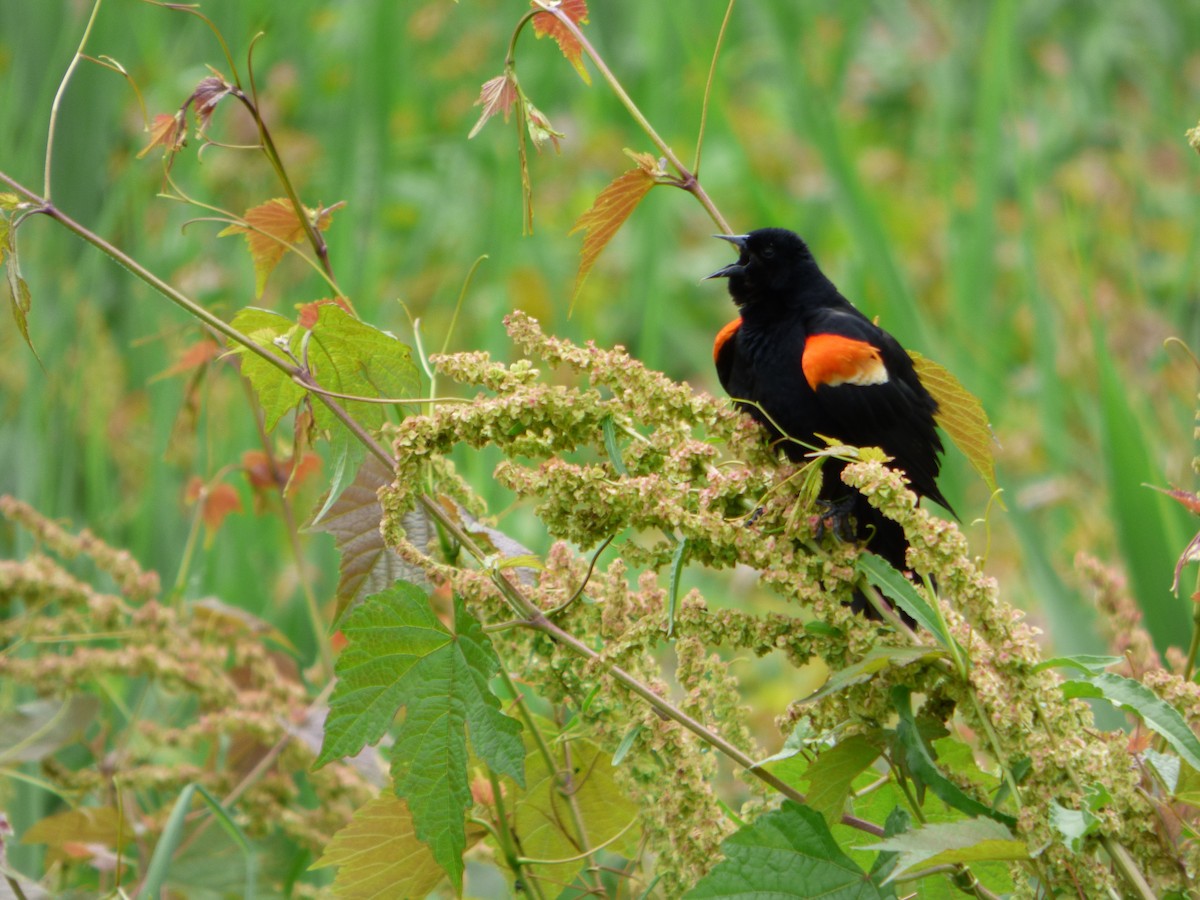 Red-winged Blackbird - ML636750083