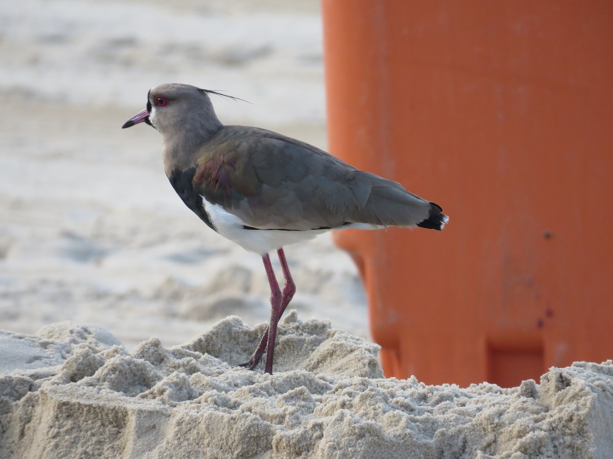 Southern Lapwing - ML636750153
