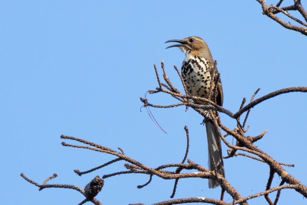Ocellated Thrasher - ML636750180