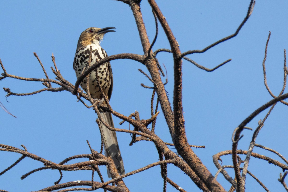 Ocellated Thrasher - ML636750181
