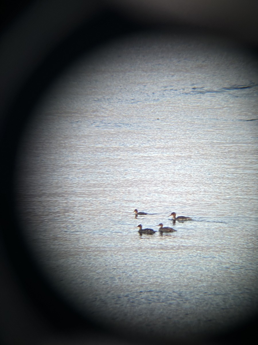Red-breasted Merganser - ML636750189