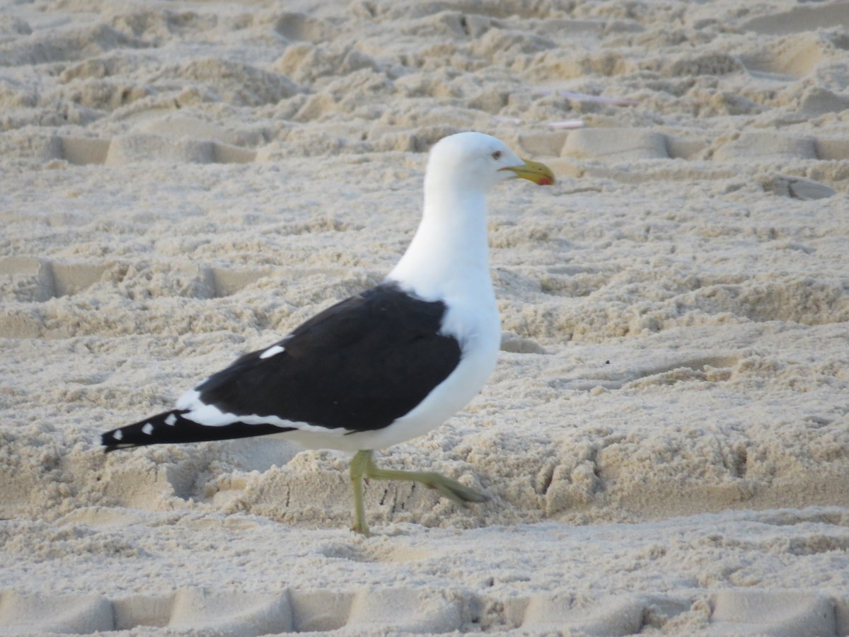 Kelp Gull - ML636750199