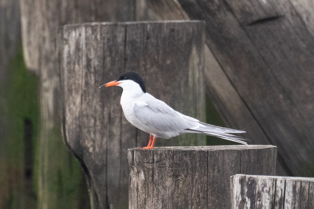 Common Tern (hirundo/tibetana) - ML636750233