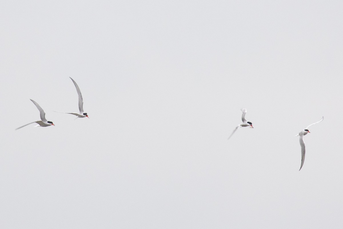 Common Tern (hirundo/tibetana) - ML636750234