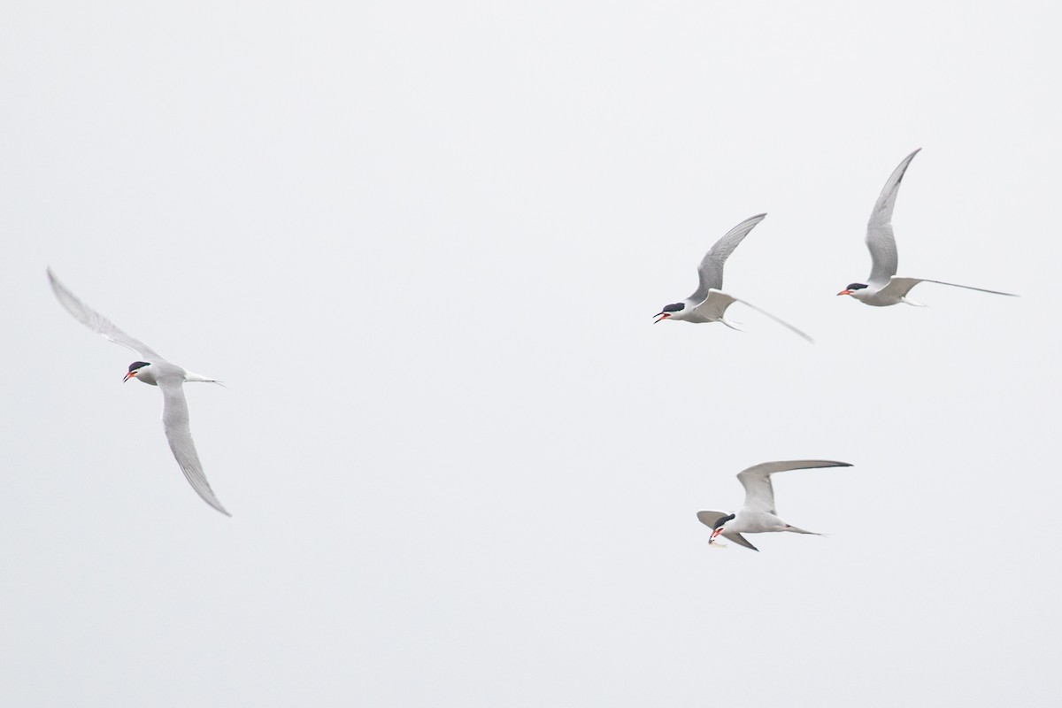 Common Tern (hirundo/tibetana) - ML636750235
