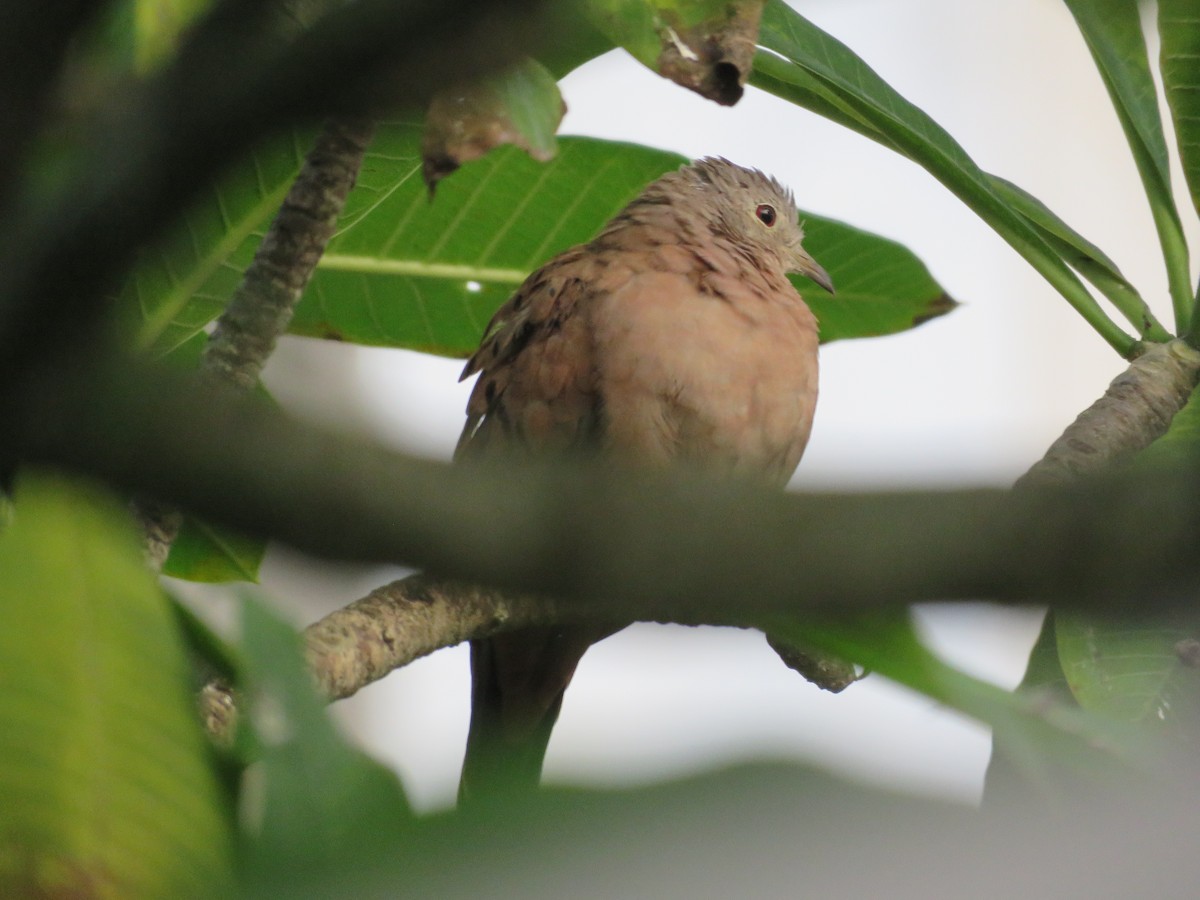 Ruddy Ground Dove - ML636750237