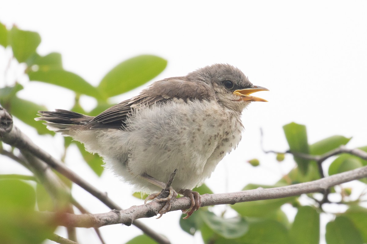 Northern Mockingbird - ML636750243