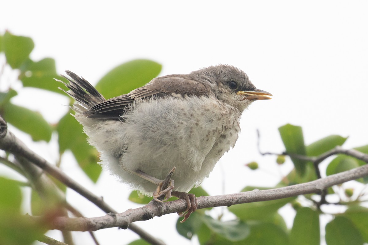 Northern Mockingbird - ML636750244