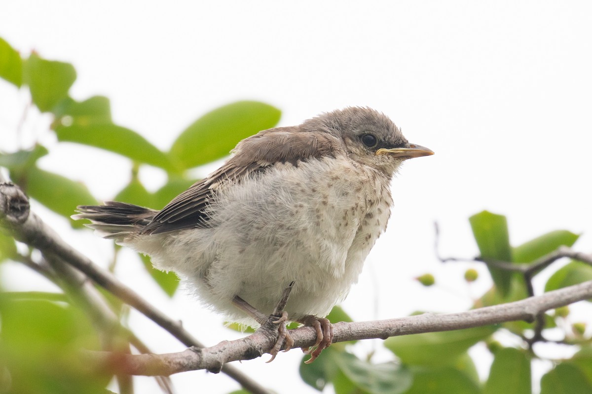 Northern Mockingbird - ML636750245