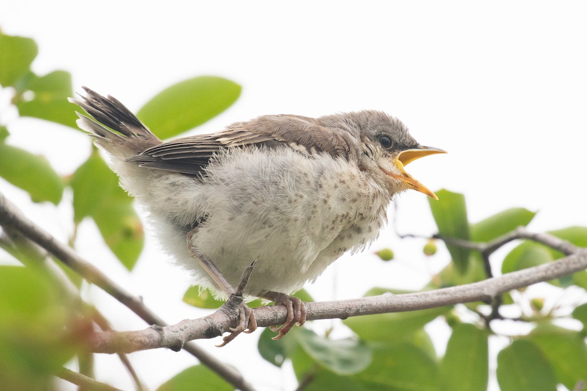 Northern Mockingbird - ML636750246