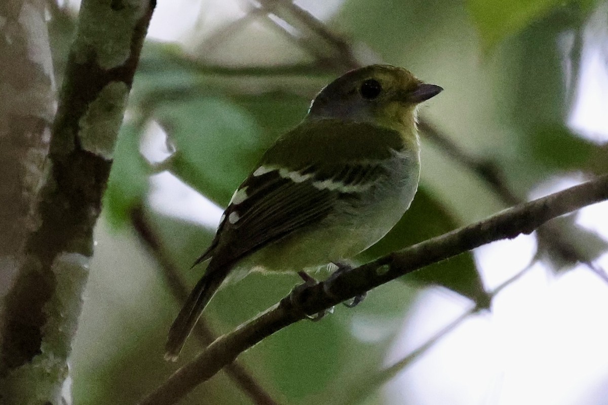 Wing-barred Piprites - ML636750256