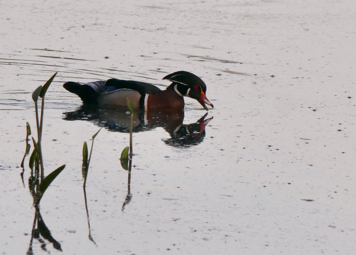 Wood Duck - ML636750293