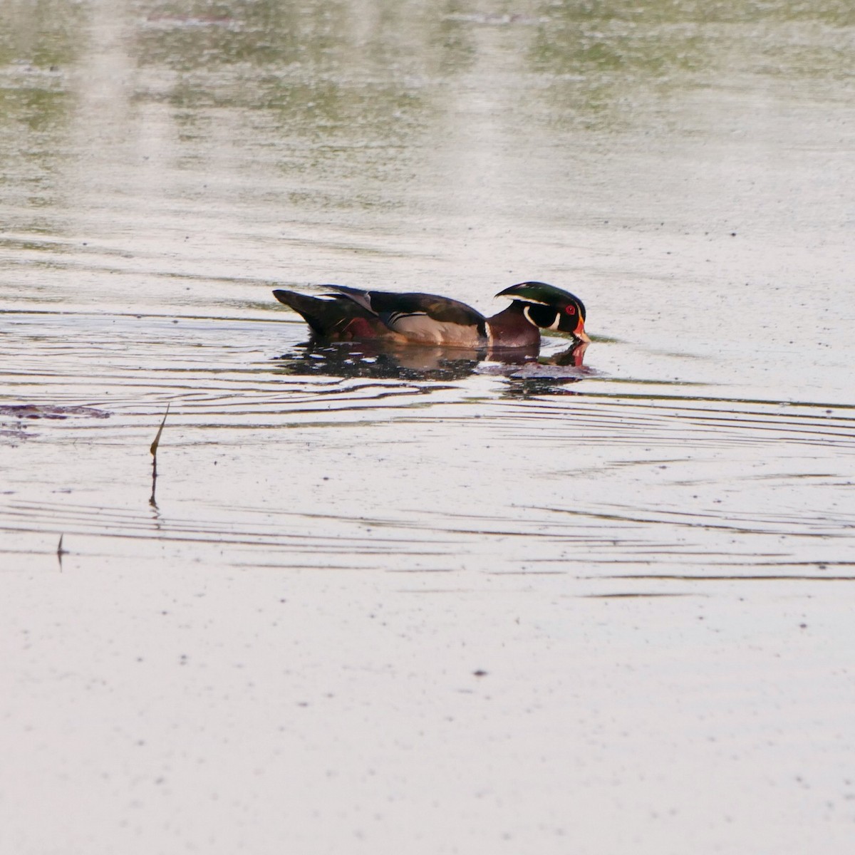 Wood Duck - ML636750295
