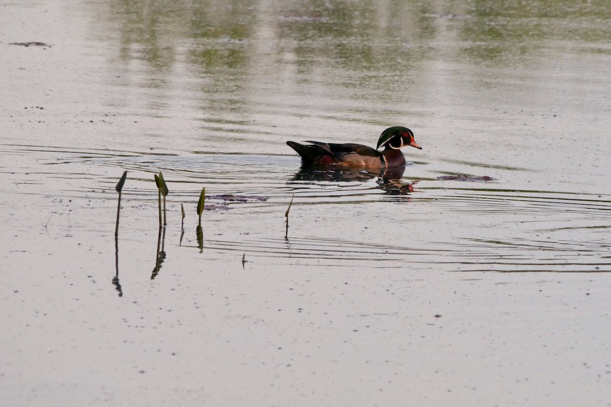 Wood Duck - ML636750296