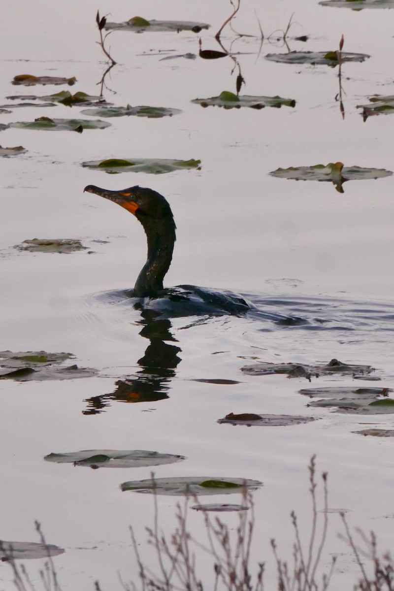 Double-crested Cormorant - ML636750317