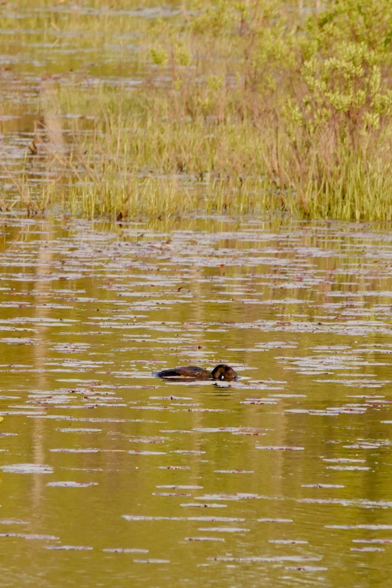 Double-crested Cormorant - ML636750319