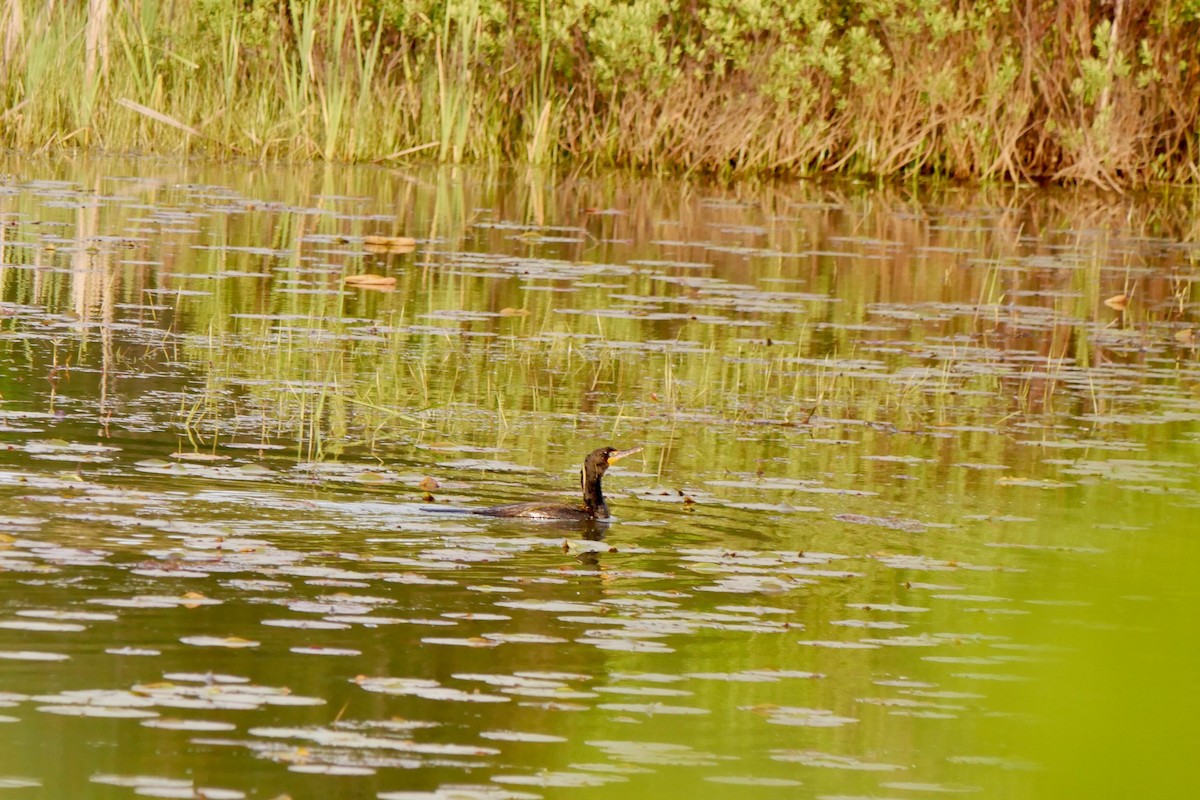Double-crested Cormorant - ML636750321