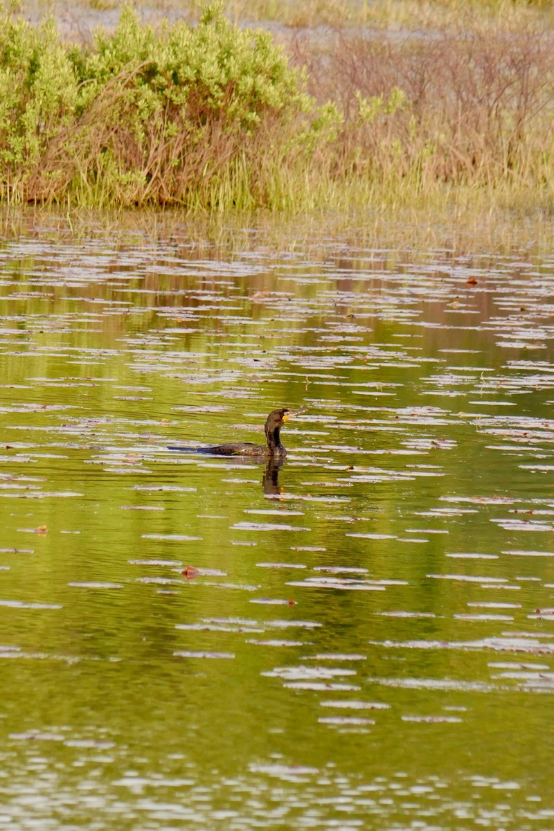 Double-crested Cormorant - ML636750322