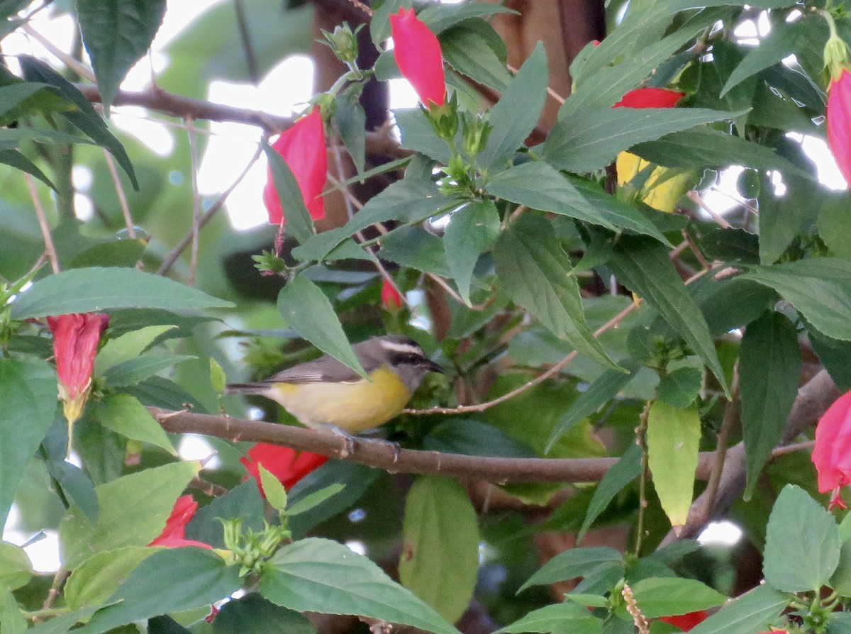 Bananaquit - ML636750347