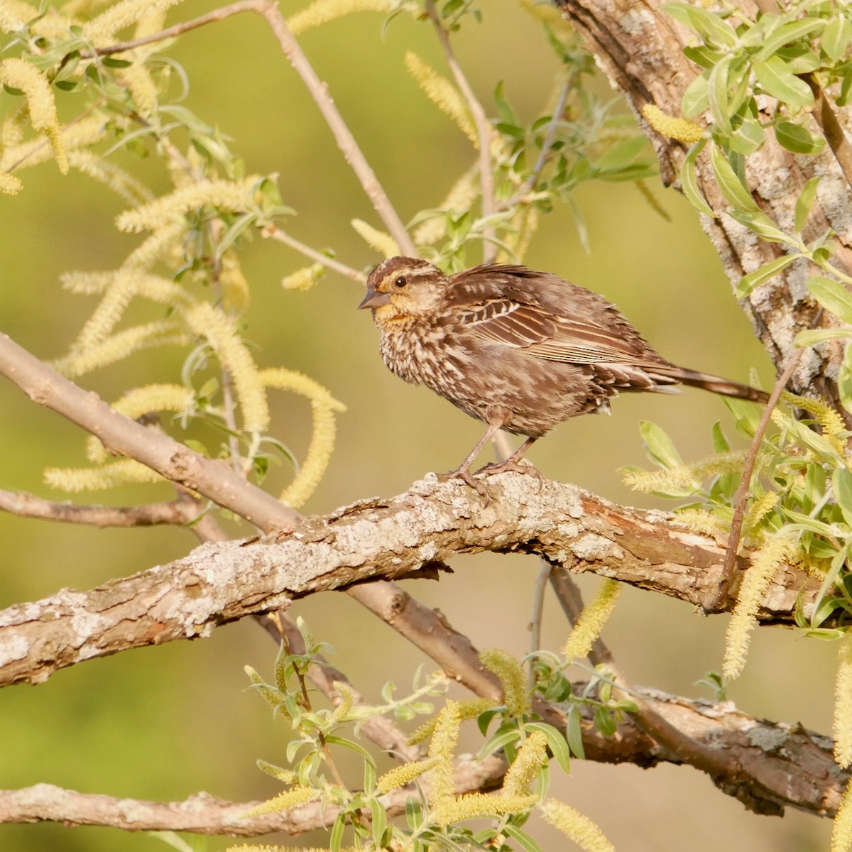 Red-winged Blackbird - ML636750358
