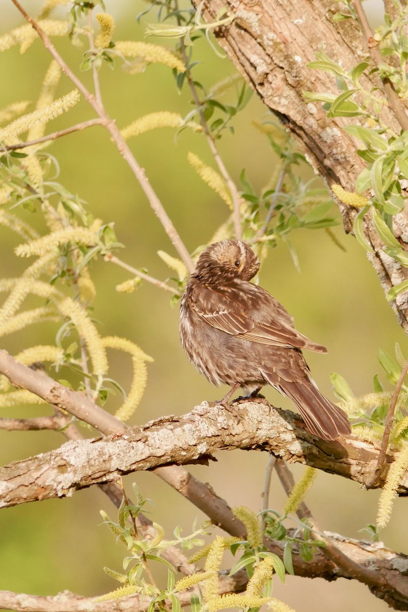 Red-winged Blackbird - ML636750359