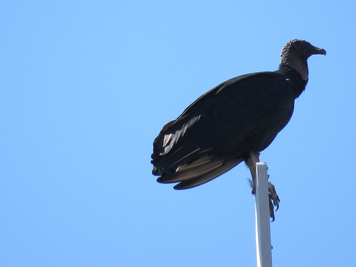 Black Vulture - ML636750375
