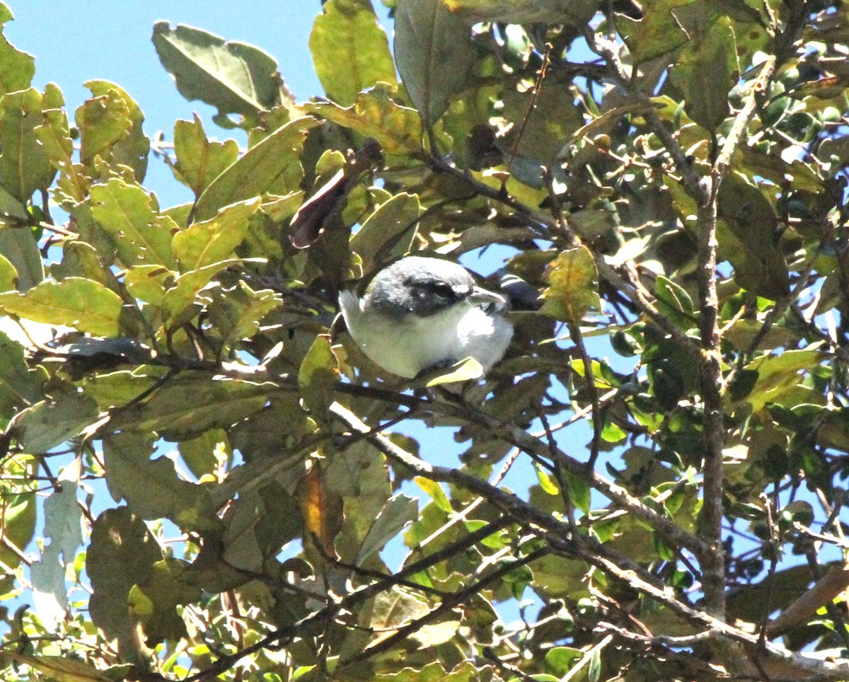 ハジロアメリカムシクイ - ML636750376