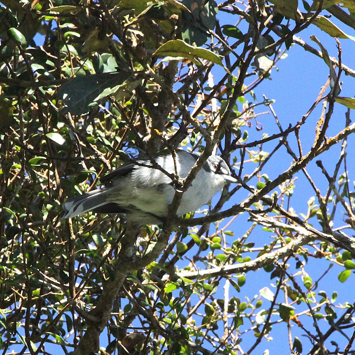 ハジロアメリカムシクイ - ML636750377