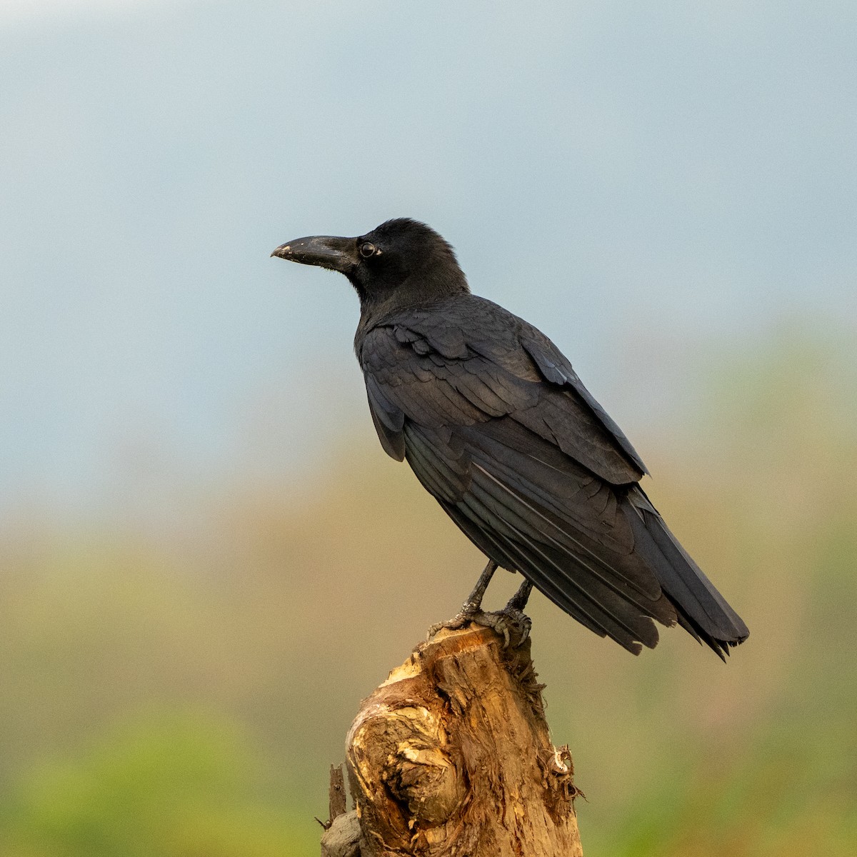 Large-billed Crow - ML636750490