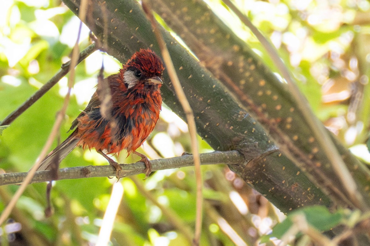 Red Warbler (White-cheeked) - ML636750520