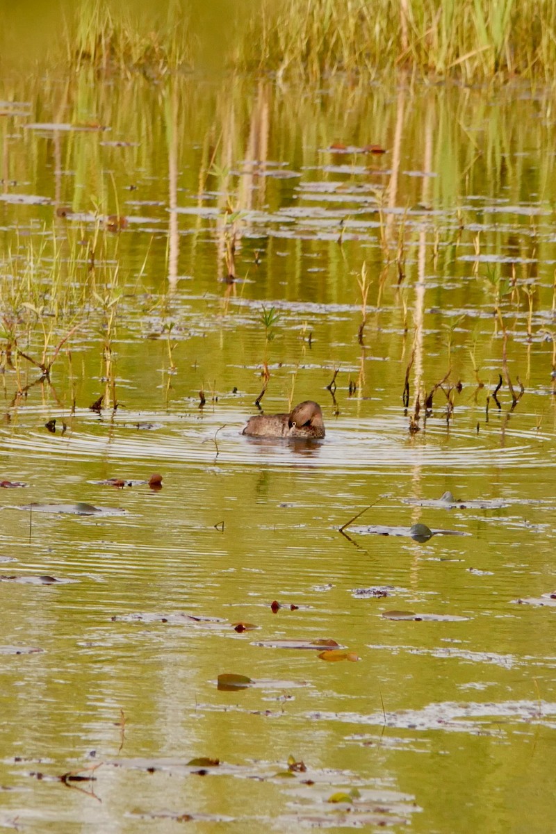 Pied-billed Grebe - ML636750564