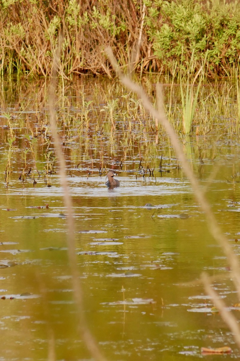 Pied-billed Grebe - ML636750565