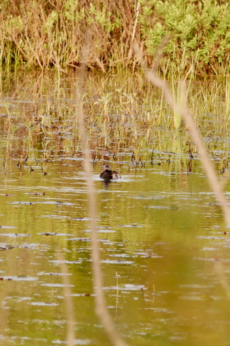 Pied-billed Grebe - ML636750566