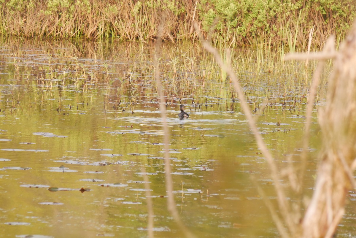 Pied-billed Grebe - ML636750567