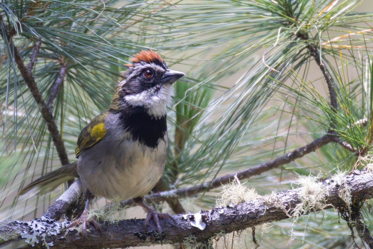 Collared Towhee - ML636750580
